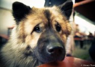 14.07.2012 Sommerfest mit Beppe Jones