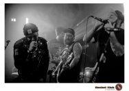 20.12.2018 Distel im Beton, Droke, Minipax